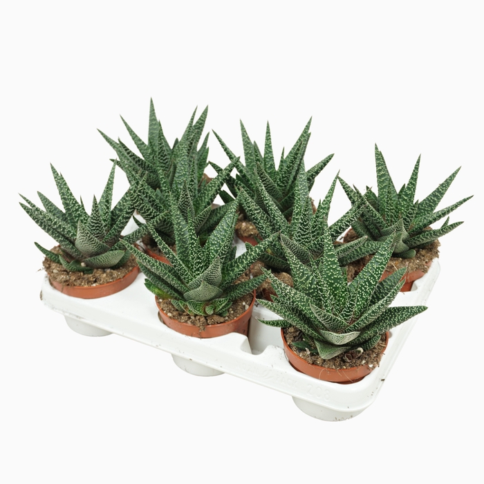 <h4>Gasterhaworthia Royal Highness</h4>