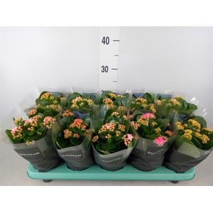 Kalanchoe blos. 'Serenity'   ...mix