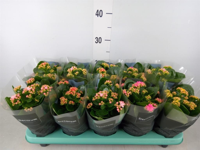 <h4>Kalanchoe blos. 'Serenity'   ...mix</h4>