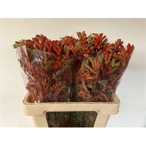 Anigoz Ramp Roy Slav 60cm