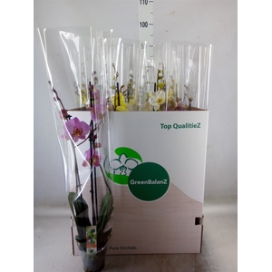 Phalaenopsis   ...mix