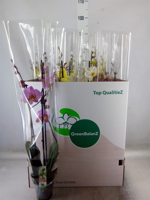 <h4>Phalaenopsis   ...mix</h4>