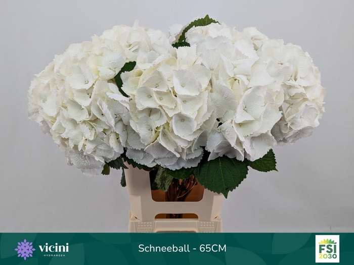 <h4>HYDR M SCHNEEBALL</h4>