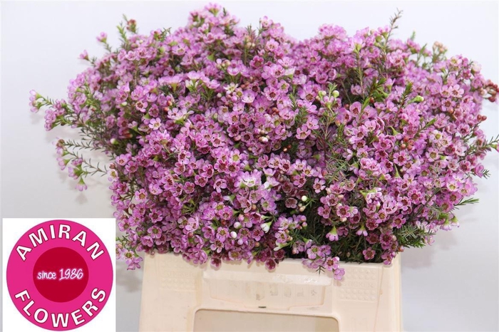 <h4>CHAME PAINTED LAD</h4>