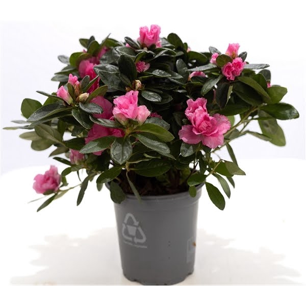 <h4>1st class Azalea pink P&PURE Collection</h4>