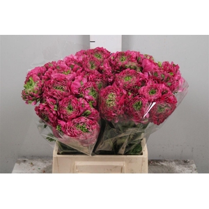 Ran Pon-pon Fanny Ex