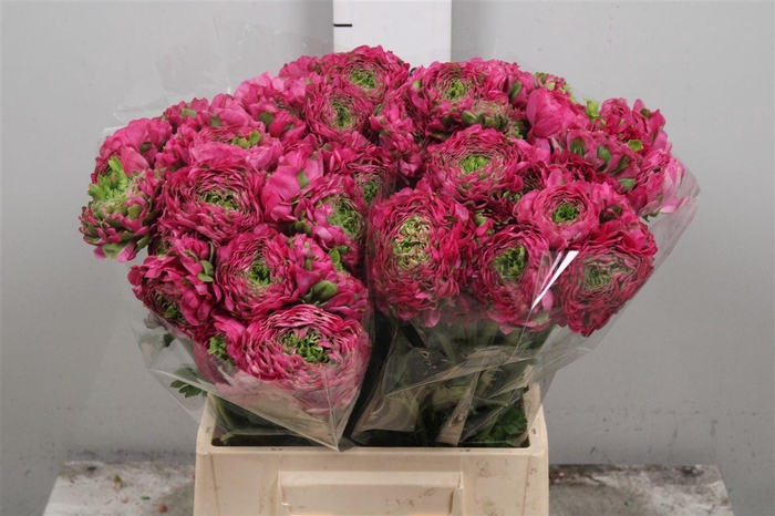 <h4>Ran Pon-pon Fanny Ex</h4>