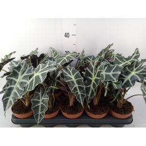 Alocasia amazonica 'Polly'