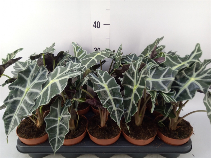 <h4>Alocasia amazonica 'Polly'</h4>