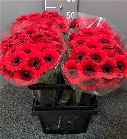 Ge Mi Red Ruby Rosso