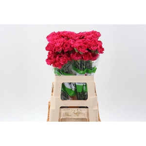 DI ST OVIEDO 60CM DI ST OVIEDO 60CM