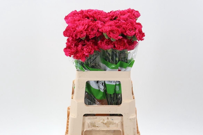 <h4>DI ST OVIEDO 60CM DI ST OVIEDO 60CM</h4>