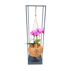 ARR ORCHIDEE
