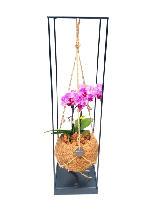 <h4>ARR ORCHIDEE</h4>