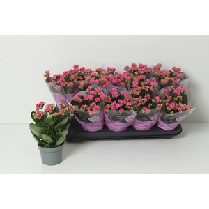 KAL GE PERFECTA PURP