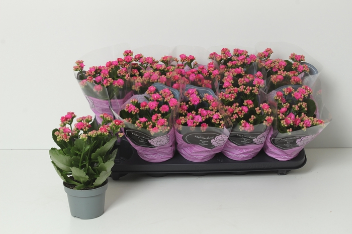 <h4>KAL GE PERFECTA PURP</h4>