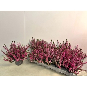 CALLU CAL NOVA ROSA