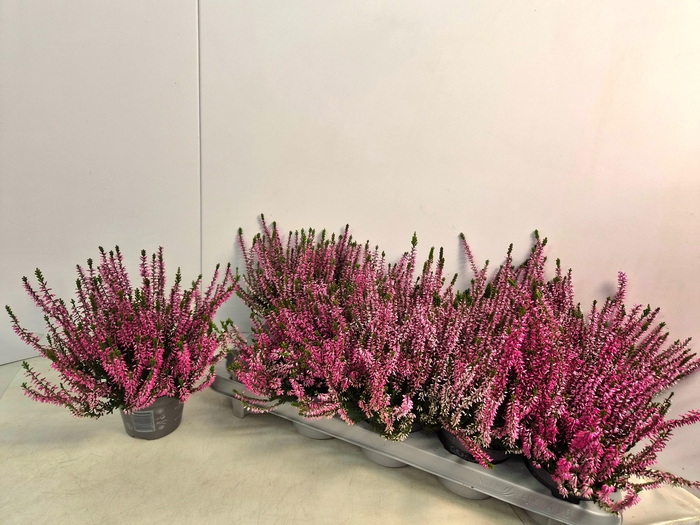 <h4>CALLU CAL NOVA ROSA</h4>