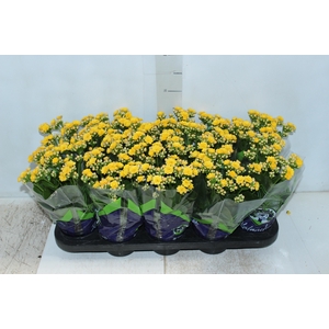 KALANCHOE DOBRADO P11 AMARELO