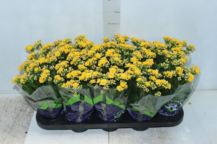 <h4>KALANCHOE DOBRADO P11 AMARELO</h4>