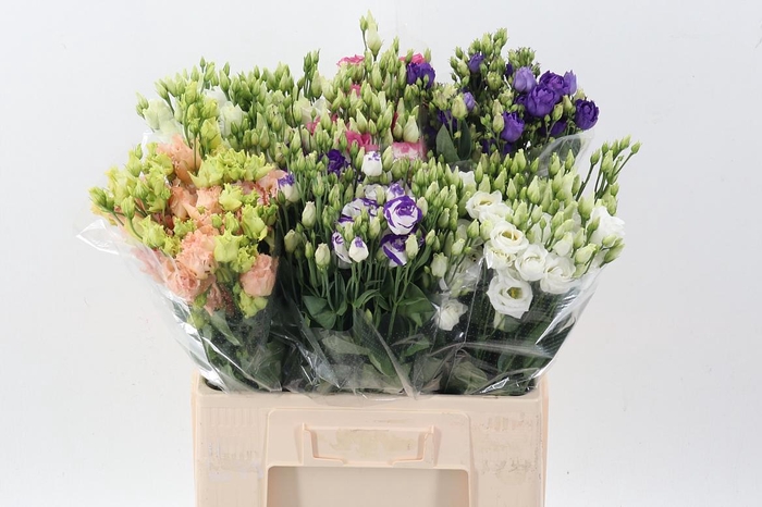 <h4>Eus E Gem In Fust</h4>