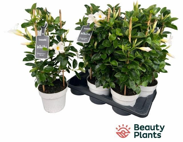 <h4>MANDE SUN WHITE</h4>