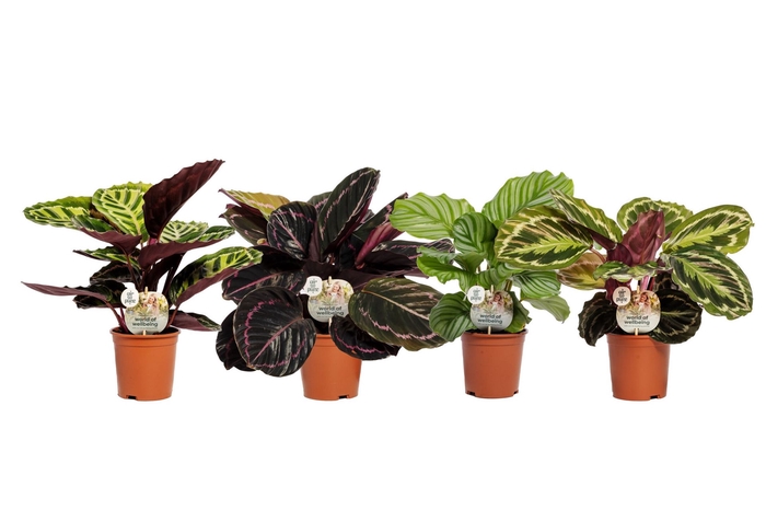 <h4>Calathea roseopicta   ...mix</h4>