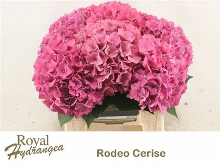 <h4>Hyd A Rodeo Red 40cm Hsw12</h4>