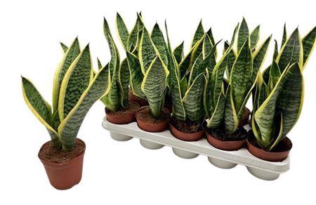 Sansev Futura Superb