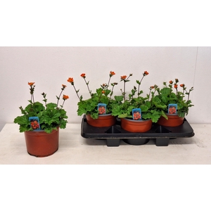 GEUM TOSAI