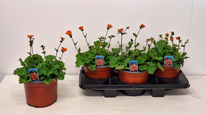 <h4>GEUM TOSAI</h4>