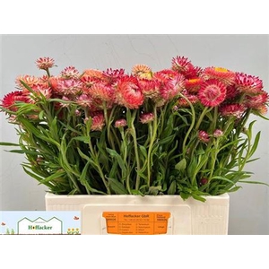 HELICHRYSUM OV SALMON