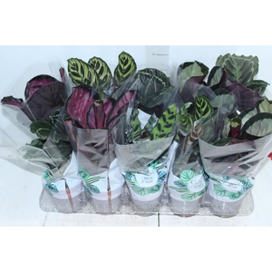 CALATHEA P12 VARIADO