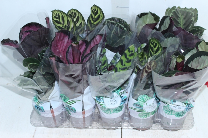 <h4>CALATHEA P12 VARIADO</h4>