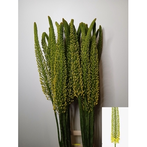 EREMURUS BOLERO