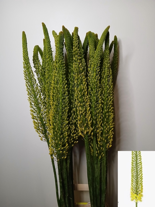 <h4>EREMURUS BOLERO</h4>