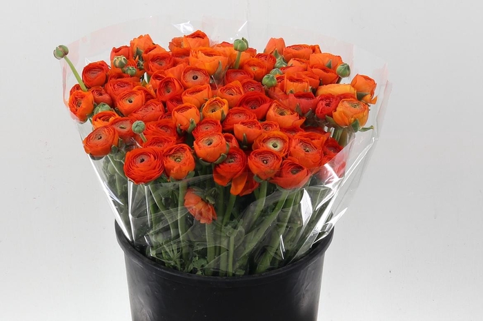 <h4>Ran El Dark Orange</h4>