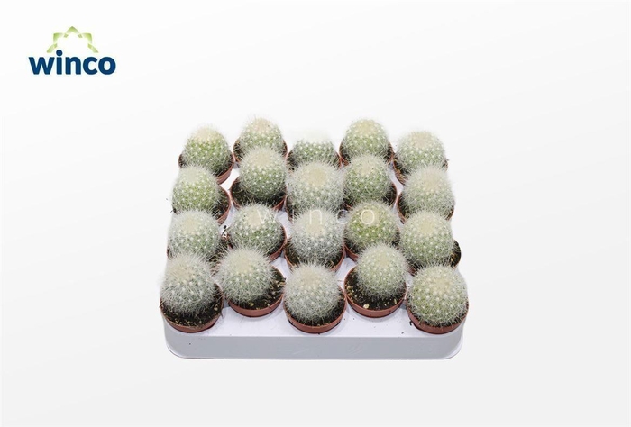 <h4>Mammillaria Senilis</h4>