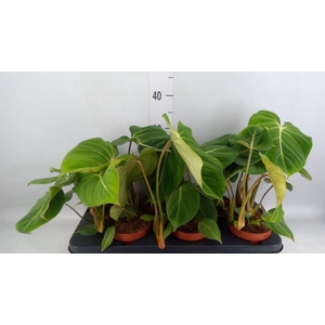 Philodendron gloriosum