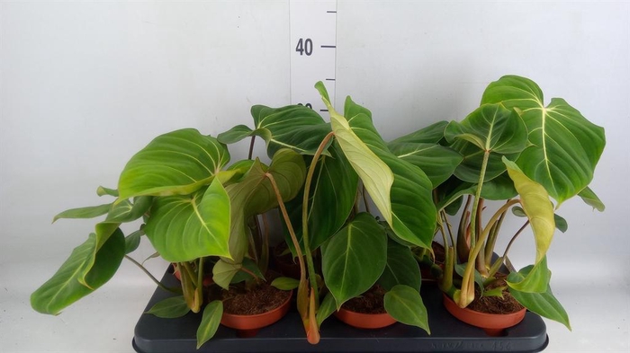 <h4>Philodendron gloriosum</h4>