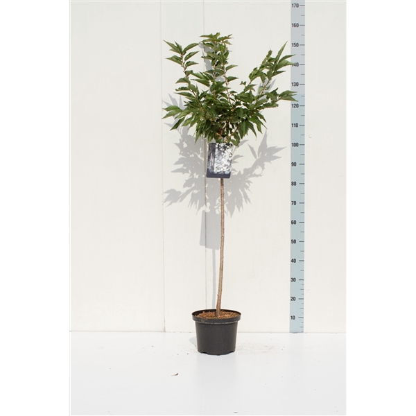 <h4>Prunus nipponica 'Brillant' 80ST</h4>