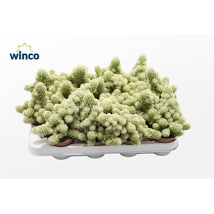 Mammillaria Elongata Xl