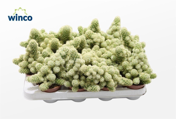 <h4>Mammillaria Elongata Xl</h4>