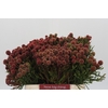 Kaaps Groen Brunia Fraga (Clusterstar Raspberry)