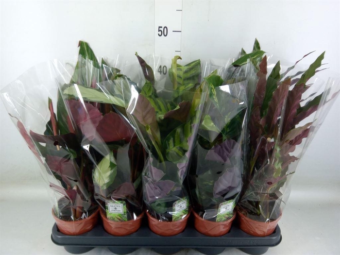 <h4>Calathea   ...mix 5</h4>