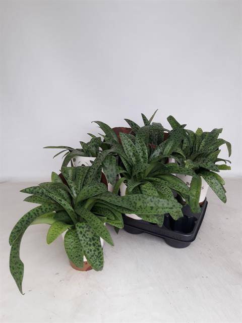 <h4>DRIMIOPSIS MACULATA</h4>