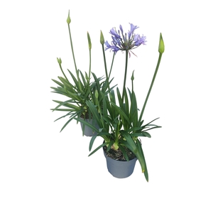 Agapanthus blauw. 15cm Charlotte 2-5 knoppen boven gewas