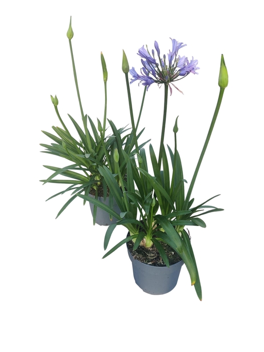 <h4>Agapanthus blauw. 15cm Charlotte 2-5 knoppen boven gewas</h4>