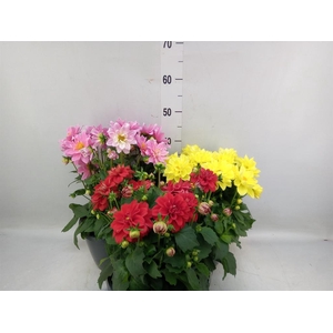 Dahlia DE 'Labella Medio'   ...mix