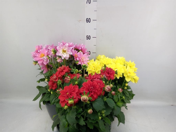 <h4>Dahlia DE 'Labella Medio'   ...mix</h4>